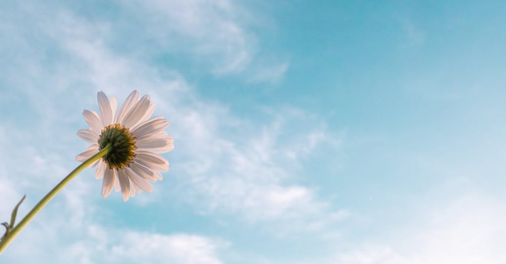 A lone daisy reaching towards a serene blue sky filled with wispy clouds, symbolizing hope and growth.